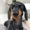 lindo perritos 20