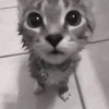 » 🤍 cats ! - @smstickerr 17