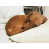 lindo perritos 21