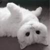 » 🤍 cats ! - @smstickerr 18