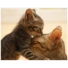 Gatinhos 19