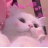 Meow :: 22