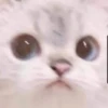 Meow :: 23