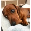 lindo perritos 22