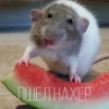 Крысик 🐀 ⬅ 21
