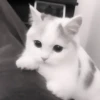 » 🤍 cats ! - @smstickerr 19