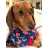 lindo perritos 23