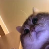 Gatinhos 20