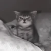 » 🤍 cats ! - @smstickerr 20