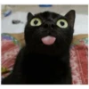 Gatinhos 21