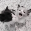 » 🤍 cats ! - @smstickerr 21