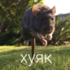 Крысик 🐀 ⬅ 23