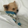 lindo perritos 24