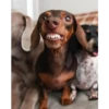 lindo perritos 25