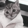 » 🤍 cats ! - @smstickerr 22