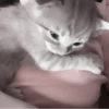 » 🤍 cats ! - @smstickerr 24