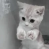 » 🤍 cats ! - @smstickerr 25