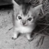 » 🤍 cats ! - @smstickerr 26