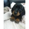 lindo perritos 26