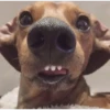 lindo perritos 28