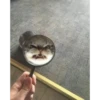 Gatinhos 23