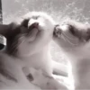 » 🤍 cats ! - @smstickerr 27
