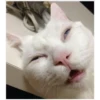 Gatinhos 24