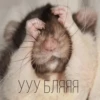 Крысик 🐀 ⬅ 28