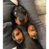 lindo perritos 30