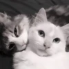» 🤍 cats ! - @smstickerr 29