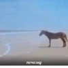 Memes 1 :: 28