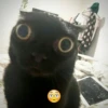 diselmancats 5
