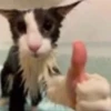 diselmancats 6