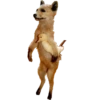 Animais embalsamados 5
