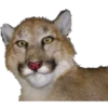 Animais embalsamados 6