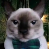 \•°So fuckin meow-meow°•\ 5