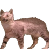 Animais embalsamados 7