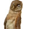 Animais embalsamados 8