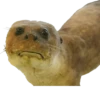 Animais embalsamados 9