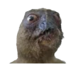Animais embalsamados 10