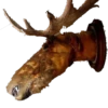 Animais embalsamados 11