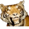 Animais embalsamados 12