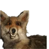 Animais embalsamados 13