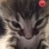 \•°So fuckin meow-meow°•\ 7