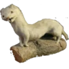 Animais embalsamados 14