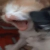 diselmancats 7