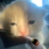 \•°So fuckin meow-meow°•\ 8