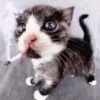 diselmancats 8