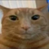 diselmancats 9