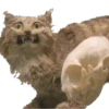Animais embalsamados 17
